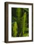 USA, Florida. Ferns.-Anna Miller-Framed Photographic Print