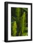 USA, Florida. Ferns.-Anna Miller-Framed Photographic Print