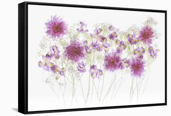 USA, Florida. Floral bounty-Hollice Looney-Framed Stretched Canvas