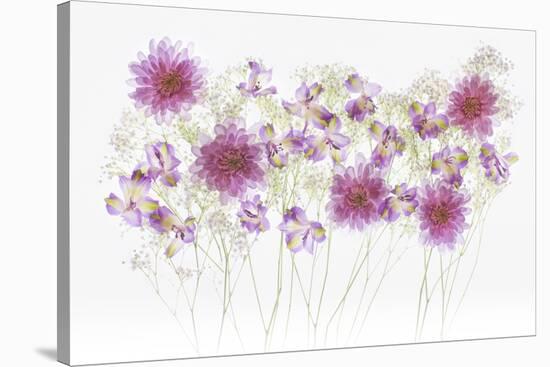 USA, Florida. Floral bounty-Hollice Looney-Stretched Canvas