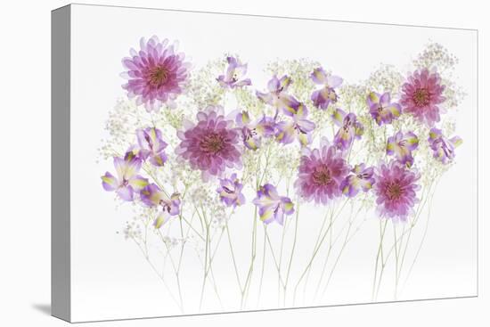 USA, Florida. Floral bounty-Hollice Looney-Stretched Canvas