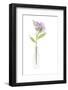 USA, Florida. Flowers in a vase-Hollice Looney-Framed Photographic Print