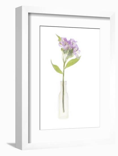 USA, Florida. Flowers in a vase-Hollice Looney-Framed Photographic Print