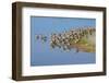 USA, Florida, Fort Meyers, Sanibel Island, J.N. Ding Darling National Wildlife Refuge, Flock of Dun-Bernard Friel-Framed Photographic Print