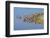 USA, Florida, Fort Meyers, Sanibel Island, J.N. Ding Darling National Wildlife Refuge, Flock of Dun-Bernard Friel-Framed Photographic Print