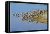 USA, Florida, Fort Meyers, Sanibel Island, J.N. Ding Darling National Wildlife Refuge, Flock of Dun-Bernard Friel-Framed Stretched Canvas