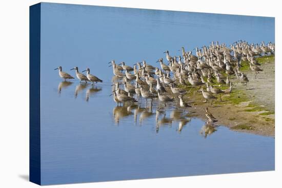 USA, Florida, Fort Meyers, Sanibel Island, J.N. Ding Darling National Wildlife Refuge, Flock of Dun-Bernard Friel-Stretched Canvas