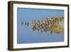 USA, Florida, Fort Meyers, Sanibel Island, J.N. Ding Darling National Wildlife Refuge, Flock of Dun-Bernard Friel-Framed Photographic Print