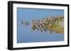 USA, Florida, Fort Meyers, Sanibel Island, J.N. Ding Darling National Wildlife Refuge, Flock of Dun-Bernard Friel-Framed Photographic Print