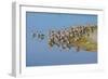 USA, Florida, Fort Meyers, Sanibel Island, J.N. Ding Darling National Wildlife Refuge, Flock of Dun-Bernard Friel-Framed Photographic Print