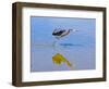 USA, Florida, Fort Meyers, Sanibel Island, J.N. Ding Darling National Wildlife Refuge, Reddish Egre-Bernard Friel-Framed Photographic Print