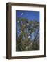 USA, Florida. Great Egret nesting in a tree with a wood stork standing at the top.-Margaret Gaines-Framed Photographic Print