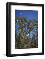 USA, Florida. Great Egret nesting in a tree with a wood stork standing at the top.-Margaret Gaines-Framed Photographic Print