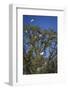 USA, Florida. Great Egret nesting in a tree with a wood stork standing at the top.-Margaret Gaines-Framed Photographic Print