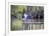 Usa, Florida. Grey heron at Lochloosa Lake-Hollice Looney-Framed Photographic Print