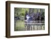 Usa, Florida. Grey heron at Lochloosa Lake-Hollice Looney-Framed Photographic Print