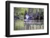 Usa, Florida. Grey heron at Lochloosa Lake-Hollice Looney-Framed Photographic Print