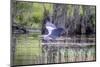 Usa, Florida. Grey heron at Lochloosa Lake-Hollice Looney-Mounted Photographic Print