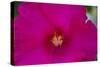 USA, Florida. Hibiscus flower.-Anna Miller-Stretched Canvas