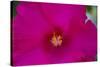 USA, Florida. Hibiscus flower.-Anna Miller-Stretched Canvas