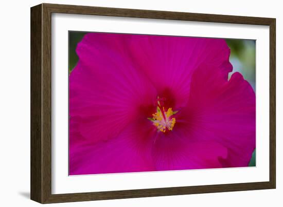 USA, Florida. Hibiscus flower.-Anna Miller-Framed Photographic Print