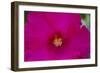 USA, Florida. Hibiscus flower.-Anna Miller-Framed Photographic Print