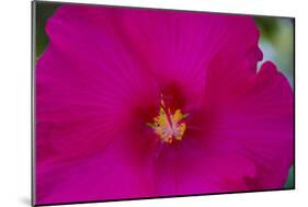 USA, Florida. Hibiscus flower.-Anna Miller-Mounted Photographic Print
