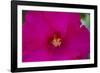 USA, Florida. Hibiscus flower.-Anna Miller-Framed Photographic Print