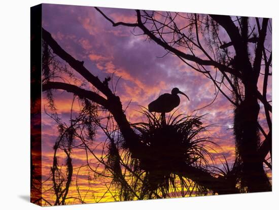 USA, Florida. Ibis on Nest at Sunset-Jaynes Gallery-Stretched Canvas