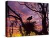 USA, Florida. Ibis on Nest at Sunset-Jaynes Gallery-Stretched Canvas