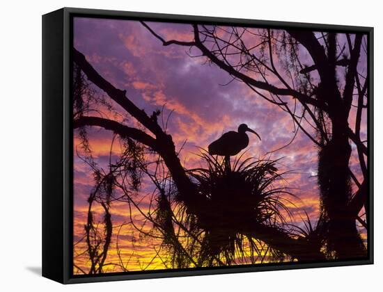 USA, Florida. Ibis on Nest at Sunset-Jaynes Gallery-Framed Stretched Canvas