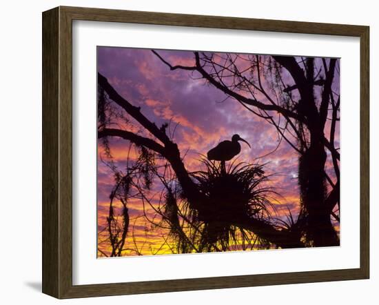 USA, Florida. Ibis on Nest at Sunset-Jaynes Gallery-Framed Photographic Print