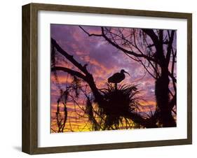 USA, Florida. Ibis on Nest at Sunset-Jaynes Gallery-Framed Photographic Print