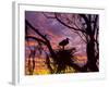 USA, Florida. Ibis on Nest at Sunset-Jaynes Gallery-Framed Photographic Print