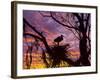 USA, Florida. Ibis on Nest at Sunset-Jaynes Gallery-Framed Photographic Print