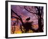 USA, Florida. Ibis on Nest at Sunset-Jaynes Gallery-Framed Photographic Print