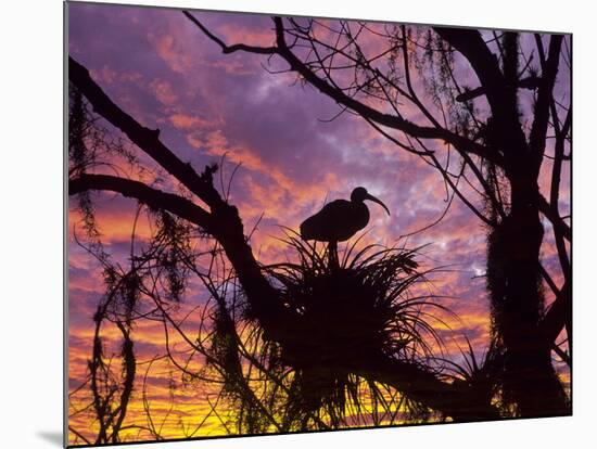 USA, Florida. Ibis on Nest at Sunset-Jaynes Gallery-Mounted Photographic Print