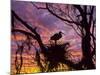 USA, Florida. Ibis on Nest at Sunset-Jaynes Gallery-Mounted Photographic Print