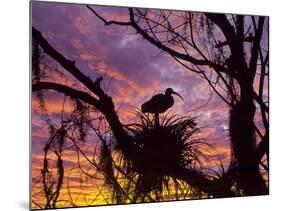 USA, Florida. Ibis on Nest at Sunset-Jaynes Gallery-Mounted Photographic Print