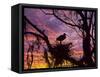 USA, Florida. Ibis on Nest at Sunset-Jaynes Gallery-Framed Stretched Canvas