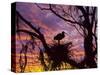 USA, Florida. Ibis on Nest at Sunset-Jaynes Gallery-Stretched Canvas