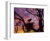 USA, Florida. Ibis on Nest at Sunset-Jaynes Gallery-Framed Photographic Print
