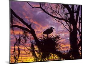 USA, Florida. Ibis on Nest at Sunset-Jaynes Gallery-Mounted Photographic Print