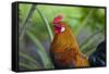 USA, Florida, Immokalee, domestic Black Copper Marans-Bernard Friel-Framed Stretched Canvas