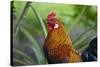 USA, Florida, Immokalee, domestic Black Copper Marans-Bernard Friel-Stretched Canvas