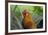 USA, Florida, Immokalee, domestic Black Copper Marans-Bernard Friel-Framed Photographic Print