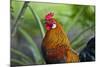 USA, Florida, Immokalee, domestic Black Copper Marans-Bernard Friel-Mounted Photographic Print