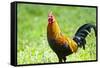 USA, Florida, Immokalee, domestic Black Copper Marans-Bernard Friel-Framed Stretched Canvas