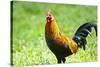 USA, Florida, Immokalee, domestic Black Copper Marans-Bernard Friel-Stretched Canvas