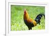 USA, Florida, Immokalee, domestic Black Copper Marans-Bernard Friel-Framed Photographic Print